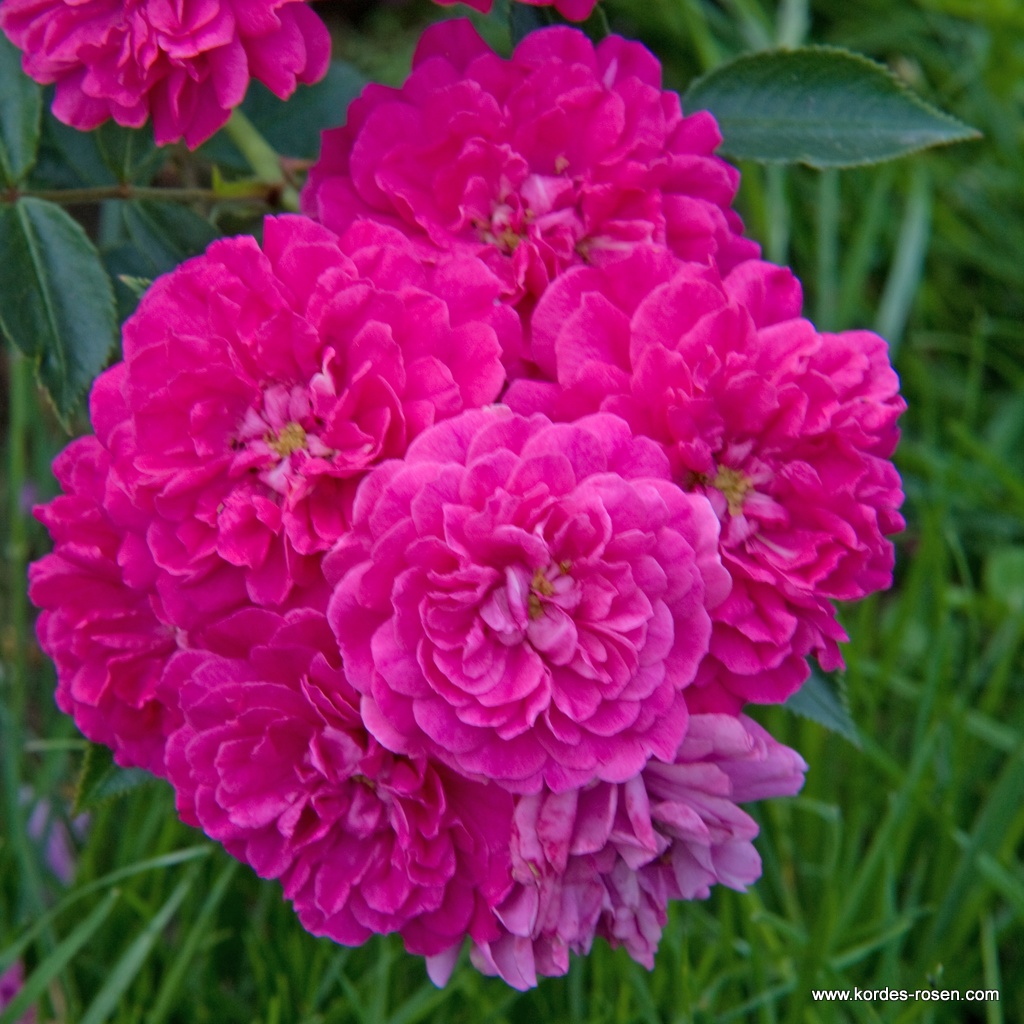 Роза миниатюрная Рокси